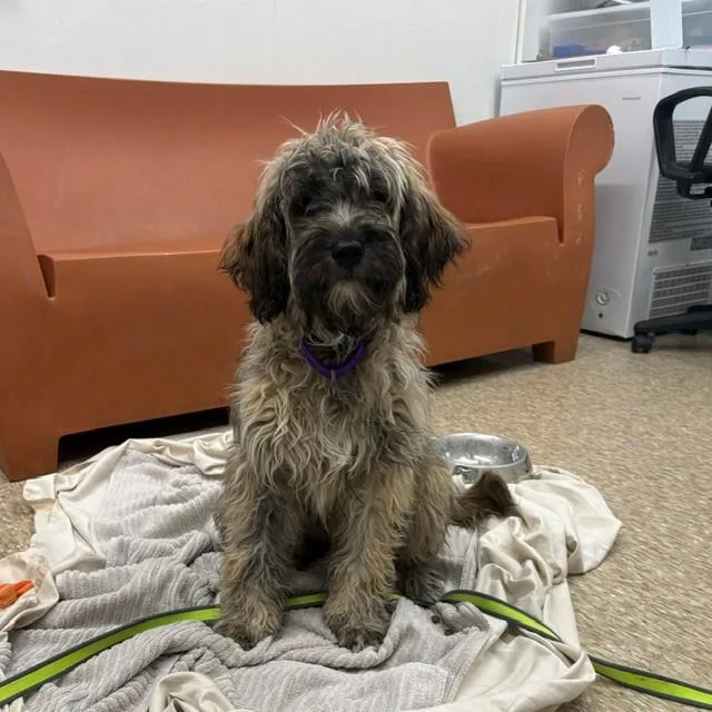 A young medium-sized female Wheaten Terrier dog named Bass for adoption in Boston, MA