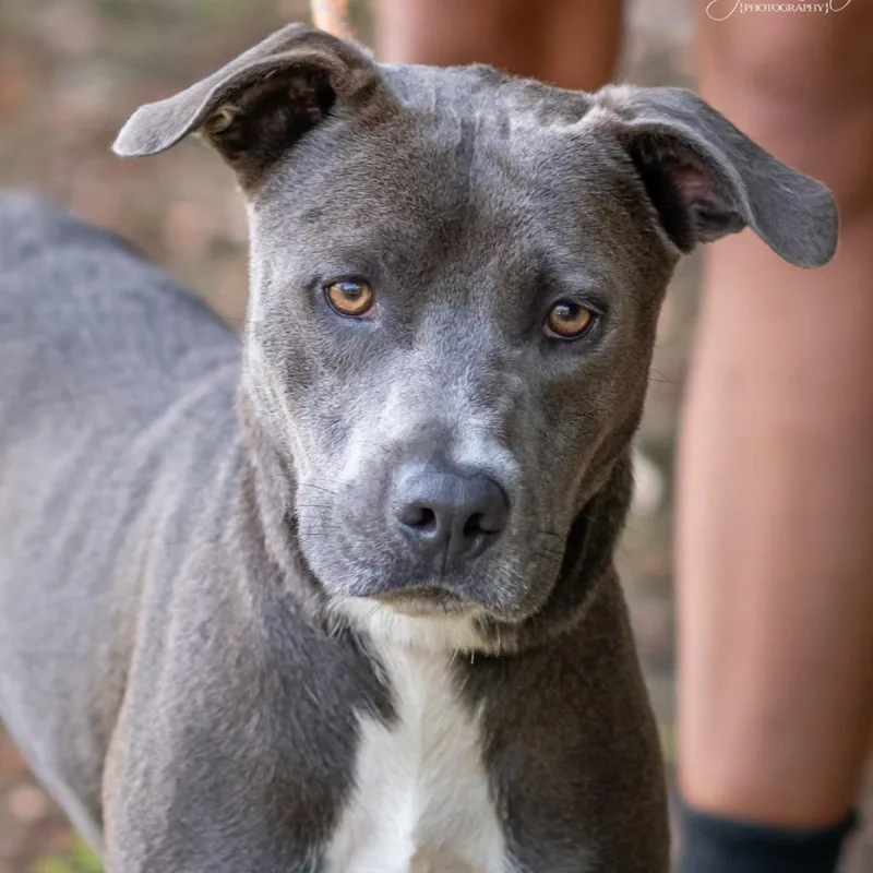 A young medium-sized male Pit Bull Terrier dog named Ryker for adoption in Bartlett, TN