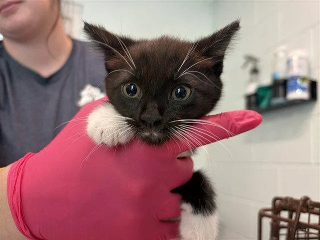A baby medium-sized female Black & White / Tuxedo Domestic Short Hair cat named Thyme for adoption in Tavares, FL