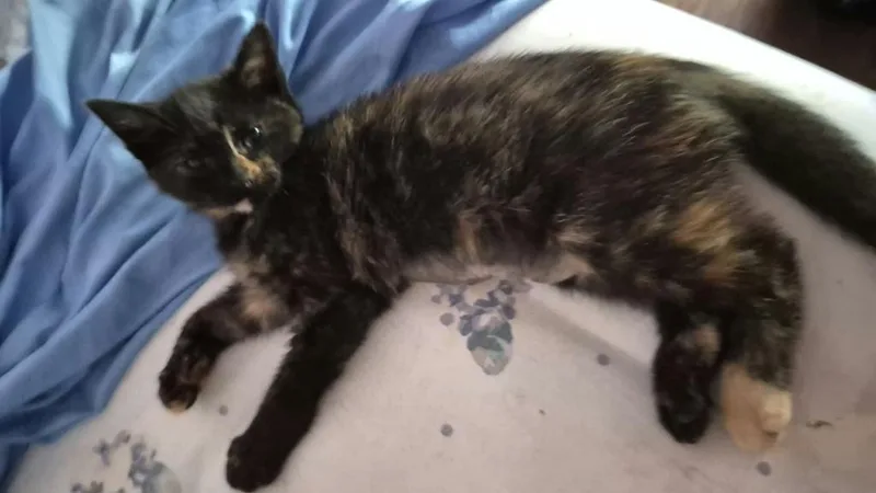 A baby medium-sized female Tortoiseshell cat named Princess Leah FFC for adoption in Omaha, NE