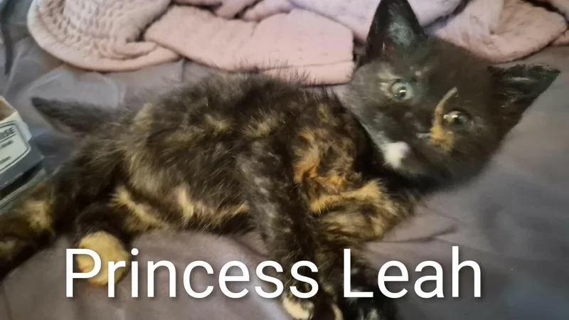 Princess Leah FFC thumbnail 2