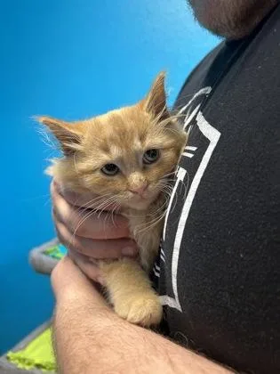 A baby small-sized male Domestic Medium Hair cat named Astro for adoption in Pequot Lakes, MN