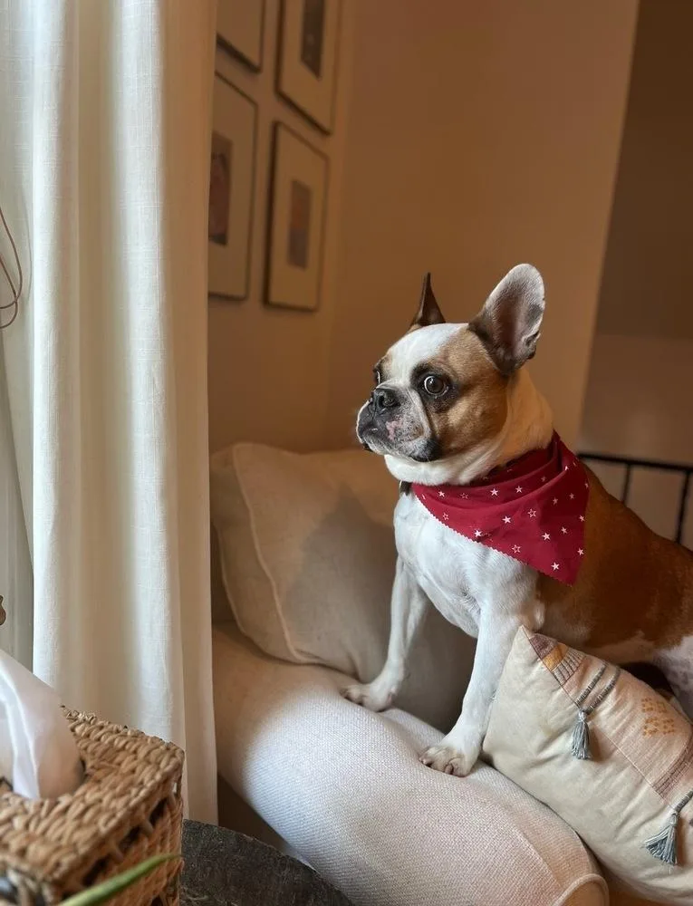 A senior medium-sized male Tricolor (Brown, Black, & White) French Bulldog dog named Banks for adoption in Jackson, TN