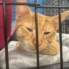 A young medium-sized male Tabby (Orange / Red) Domestic Short Hair cat named Tango for adoption in Louisville, KY