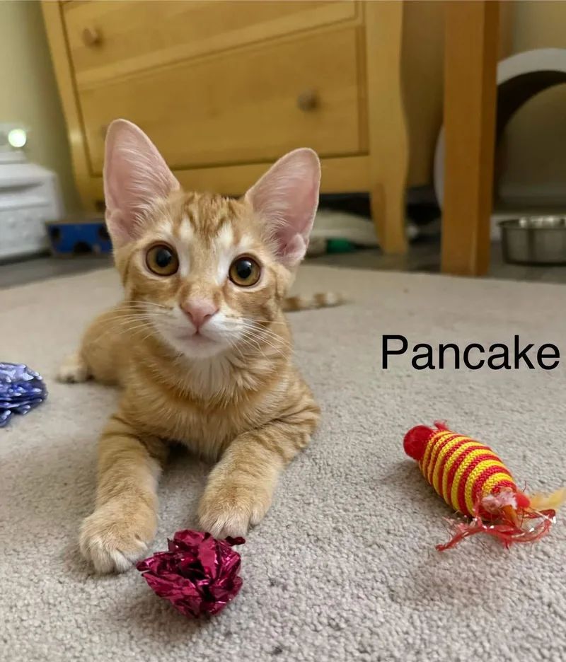 A baby medium-sized male Tabby (Orange / Red) Domestic Short Hair cat named Pancake for adoption in Crystal Lake, IL