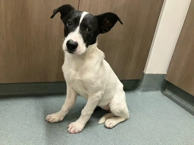 A baby small-sized female Border Collie dog named Brittle for adoption in Baytown, TX