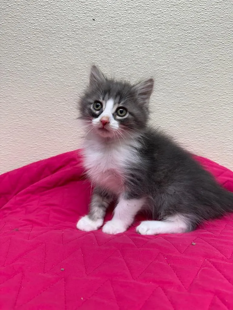 A baby small-sized male Domestic Short Hair cat named Rio for adoption in Shorewood, IL