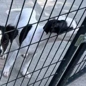 A baby small-sized female Border Collie dog named Cookie and Crew for adoption in Fairfax, VA