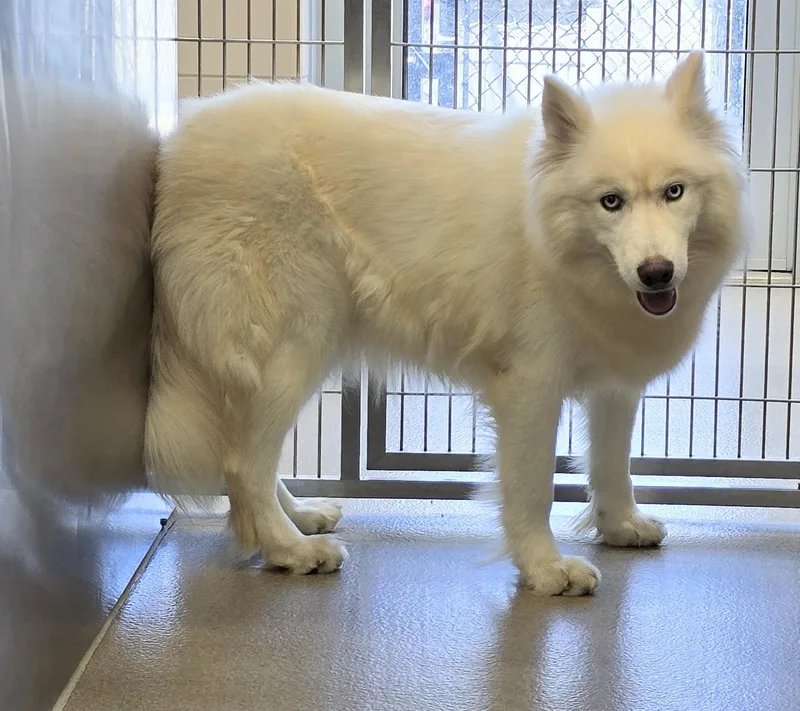 An adult large-sized female White / Cream Siberian Husky dog named July for adoption in Amityville, NY