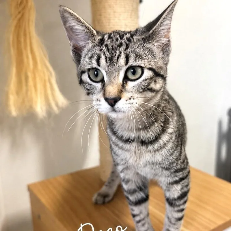 A baby small-sized female Brown / Chocolate Domestic Short Hair cat named Arti Deco for adoption in Brownsboro, AL