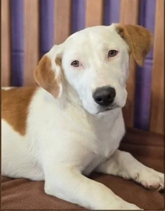 A baby medium-sized male Basset Hound dog named Shorty for adoption in North Prairie, WI