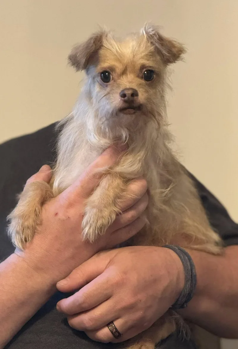 An adult small-sized male Chihuahua dog named Bailey for adoption in Matthews, NC