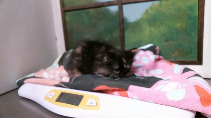 A baby small-sized female Domestic Long Hair cat named Mocha for adoption in Houston, TX