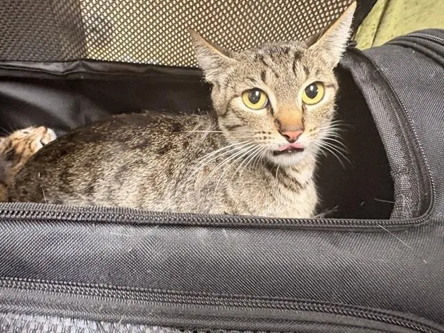 A young small-sized female Domestic Short Hair cat named Momma for adoption in Riverside, CA