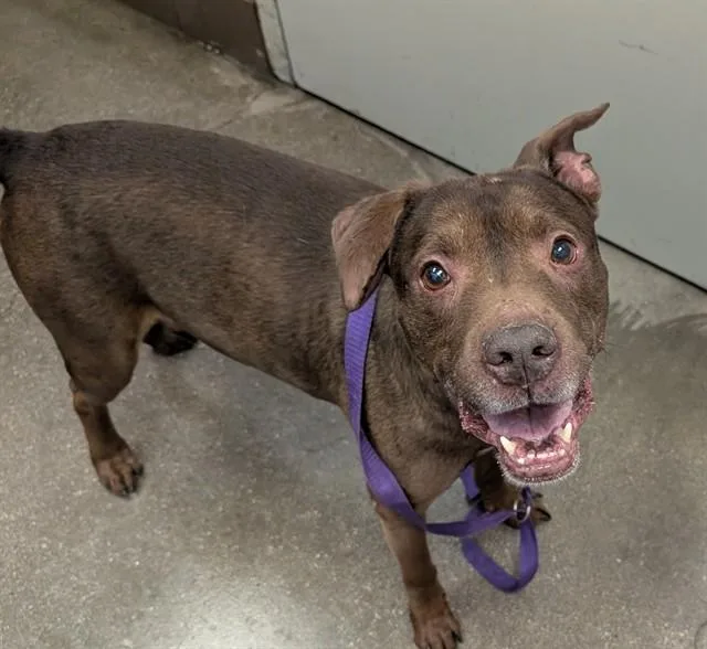 An adult medium-sized male Pit Bull Terrier dog named Ferdinand for adoption in Tucson, AZ