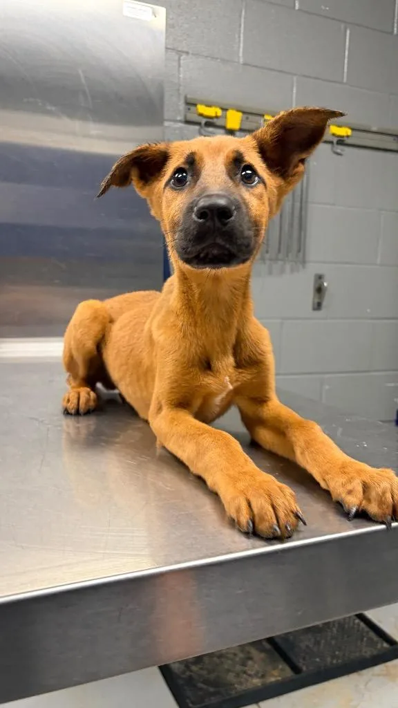 A baby medium-sized male Black Mouth Cur dog named Flip for adoption in Missouri City, TX