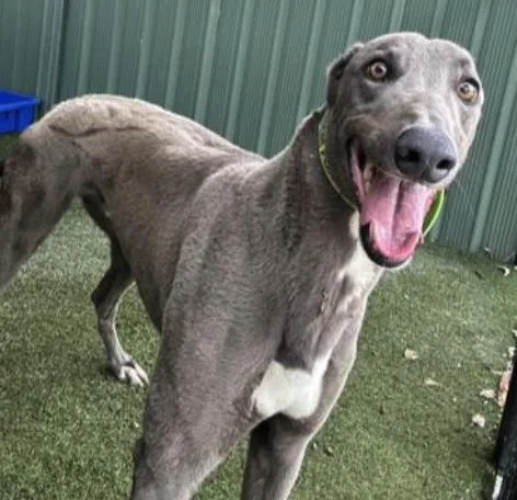 An adult large-sized male Greyhound dog named What A Roughy for adoption in Tarpon Springs, FL