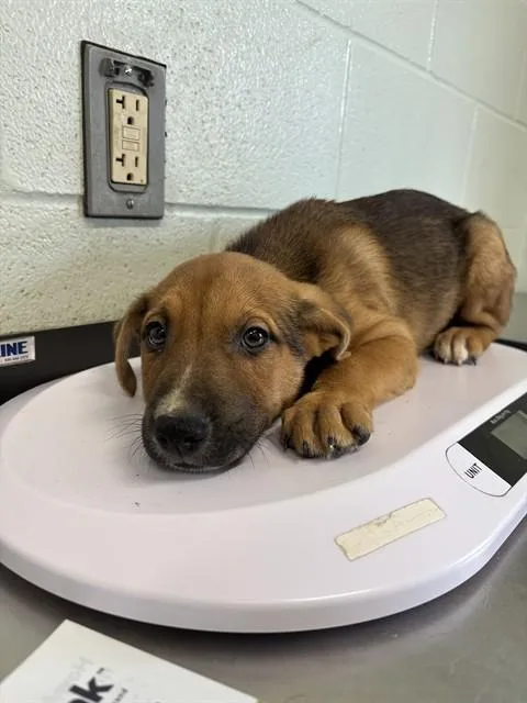 A baby small-sized male German Shepherd Dog dog named Luigi for adoption in Corpus Christi, TX
