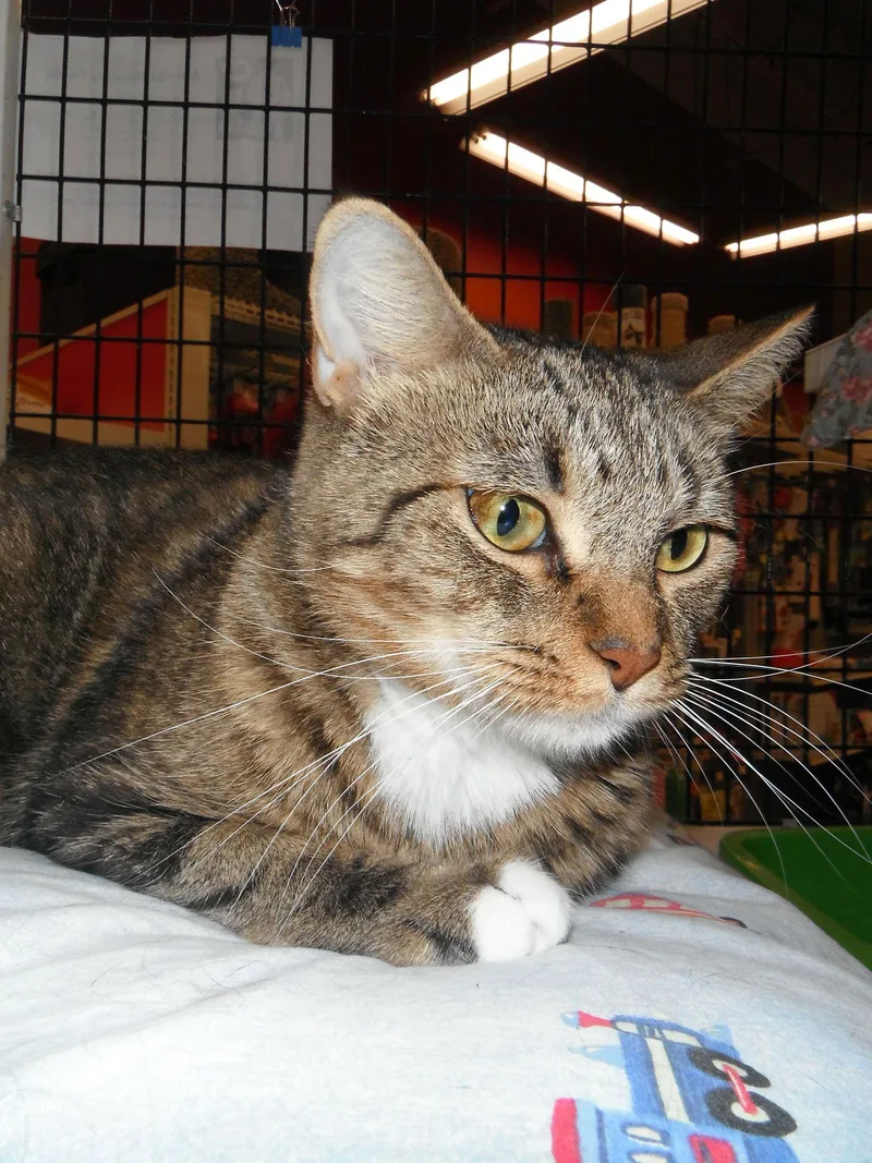 Beatrice thumbnail 2