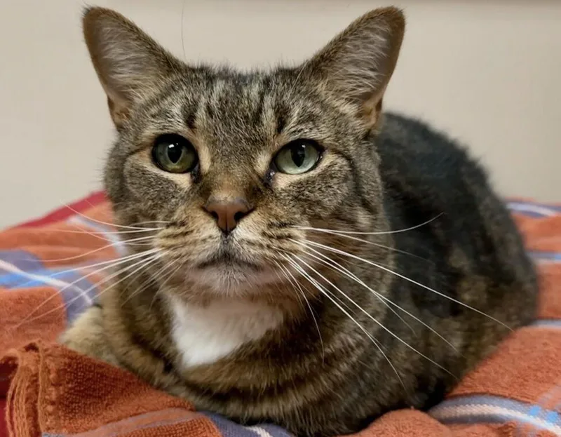 Beatrice thumbnail 3