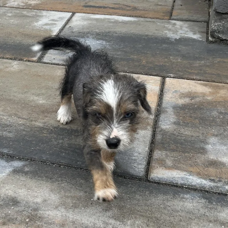 A baby small-sized male Black Yorkshire Terrier dog named Orchard Pup: Jonagold for adoption in Falls Church, VA