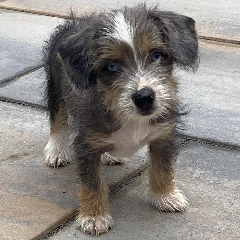 Orchard Pup: Jonagold thumbnail 3