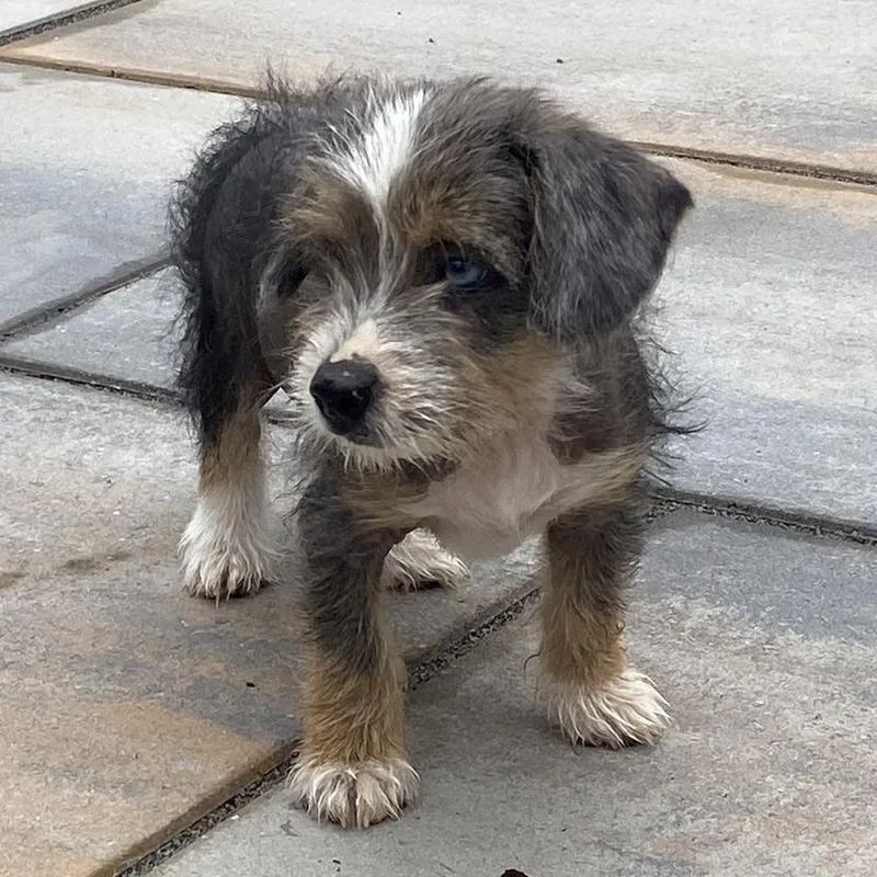 Orchard Pup: Jonagold thumbnail 4
