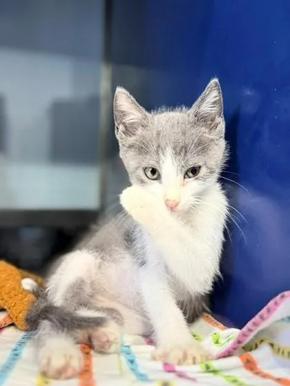 An adult small-sized male Domestic Short Hair cat named Rolo for adoption in Port Allen, LA