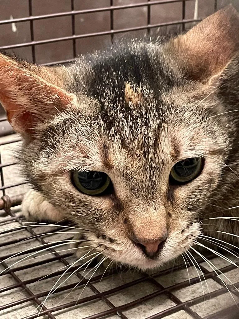 A young medium-sized female Domestic Short Hair cat named Kat for adoption in New Braunfels, TX