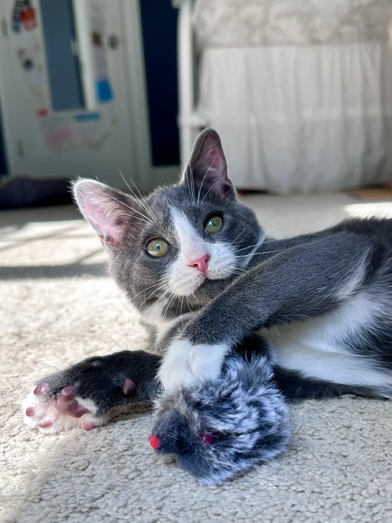 A baby medium-sized male Gray & White Russian Blue cat named Louis Armstrong for adoption in Waxhaw, NC