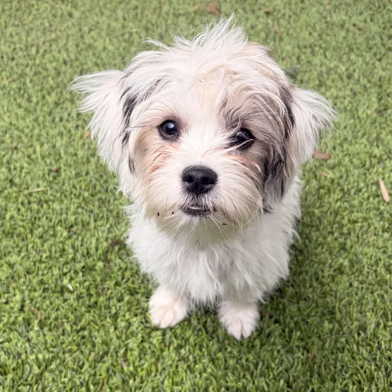 A baby small-sized female Maltese dog named Lily for adoption in Los Angeles, CA
