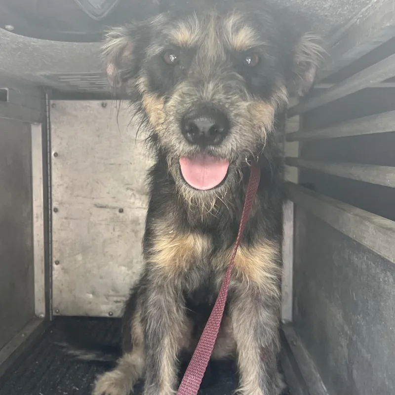 An adult medium-sized male Gray / Blue / Silver Terrier dog named Whiskers for adoption in Edinburg, TX