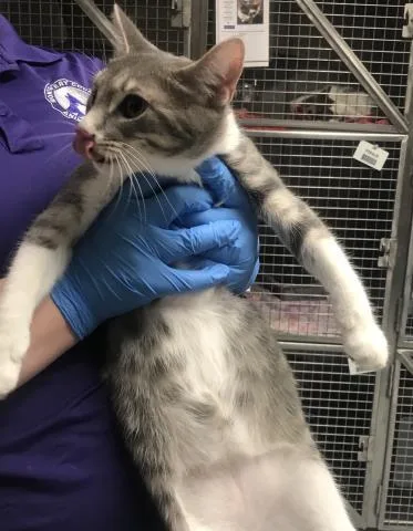 A young small-sized female Domestic Short Hair cat named Rey for adoption in Conroe, TX