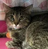 An adult small-sized female Tabby (Brown / Chocolate) Domestic Short Hair cat named Svedka for adoption in Lansing, MI