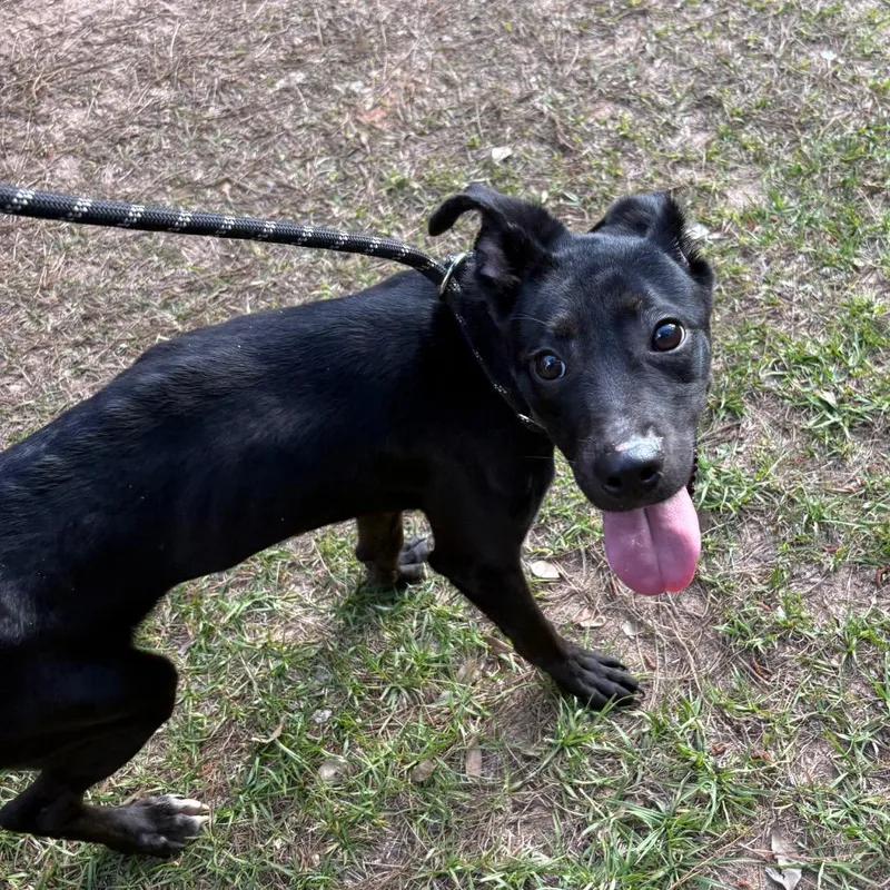 A young medium-sized female Black Mixed Breed dog named Picadilly for adoption in Milton, FL
