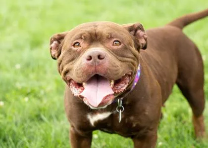 An adult medium-sized female Brown / Chocolate Mixed Breed dog named Stella for adoption in Hamilton, OH