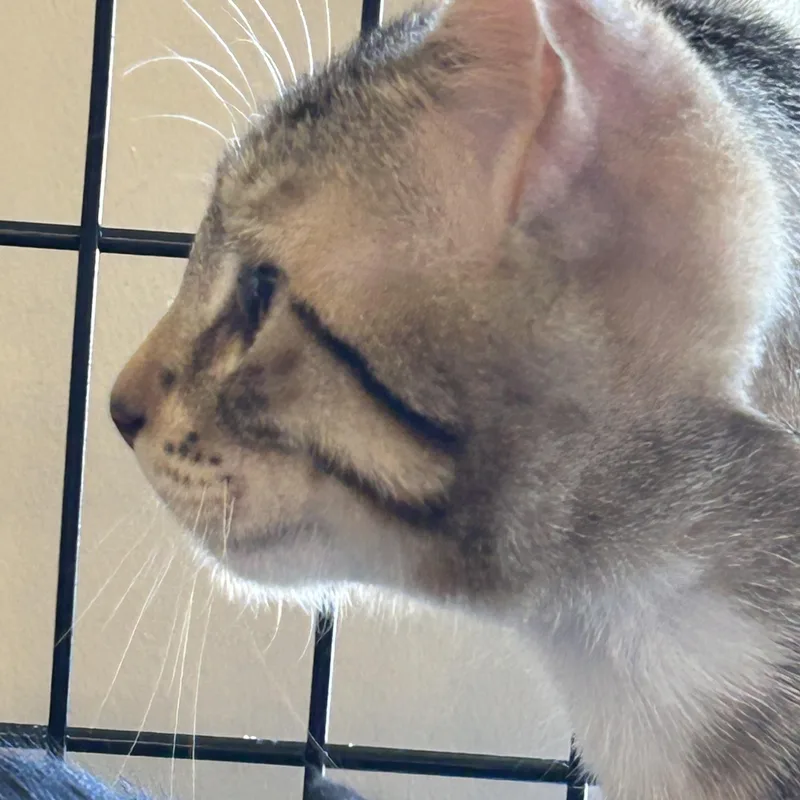 A young medium-sized male Tabby (Buff / Tan / Fawn) Domestic Short Hair cat named Cheerio for adoption in Brooklyn, NY