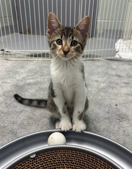 A baby small-sized male Domestic Short Hair cat named Bongos for adoption in Geneva, IL