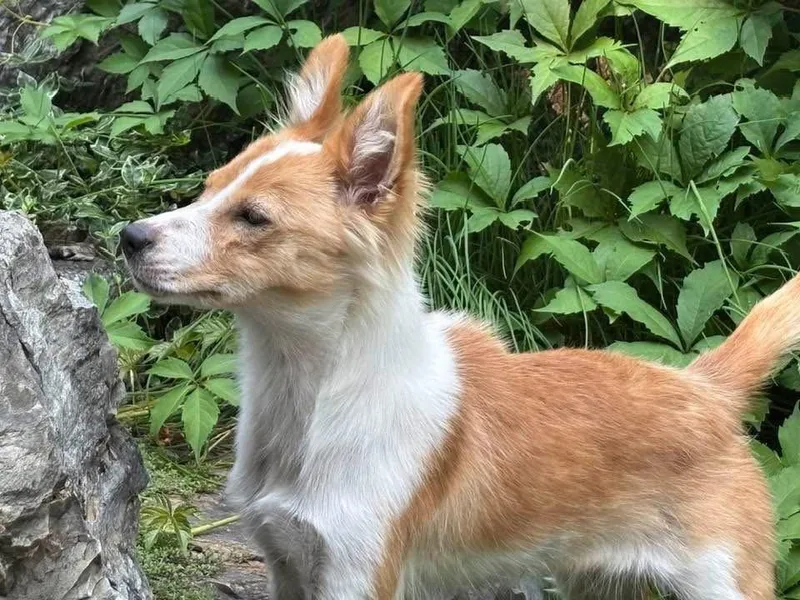 Laika