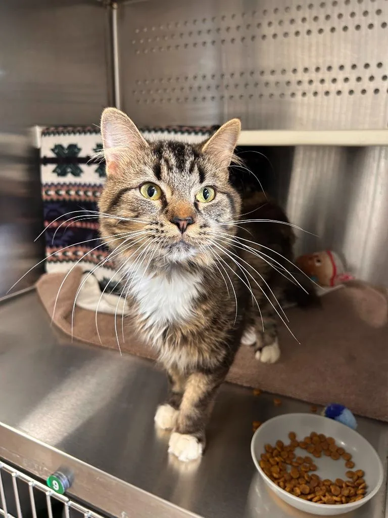 A young medium-sized male Domestic Medium Hair cat named Furgus for adoption in Minot, ND