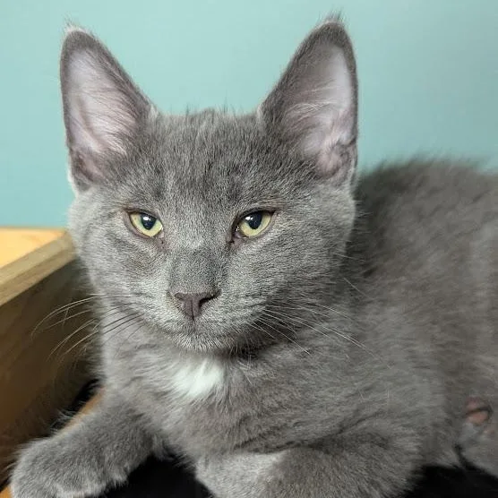 A baby medium-sized male Gray / Blue / Silver Domestic Short Hair cat named Mr. Fuzz for adoption in Shippenville, PA