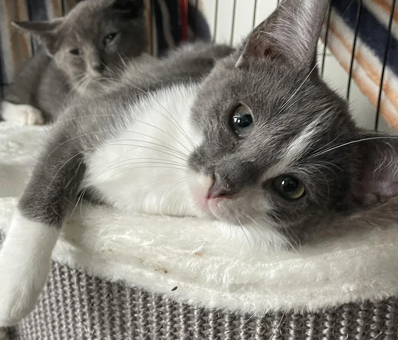 A baby small-sized male Gray & White Domestic Short Hair cat named Sparky for adoption in CANONSBURG, PA
