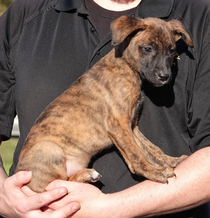 A baby medium-sized female Brindle Terrier dog named Kit Kat for adoption in Millfield, OH
