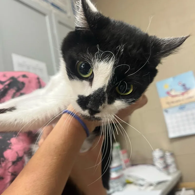 An adult medium-sized female Black Domestic Short Hair cat named Jasmine for adoption in Lewisburg, WV