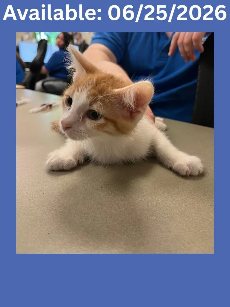 A baby medium-sized male Domestic Short Hair cat named Cat Condo for adoption in Greenville, TX