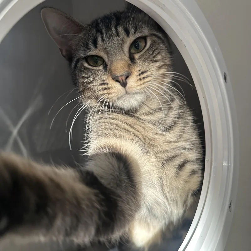 A young medium-sized female Tabby (Gray / Blue / Silver) Domestic Short Hair cat named Lea for adoption in East Brunswick, NJ