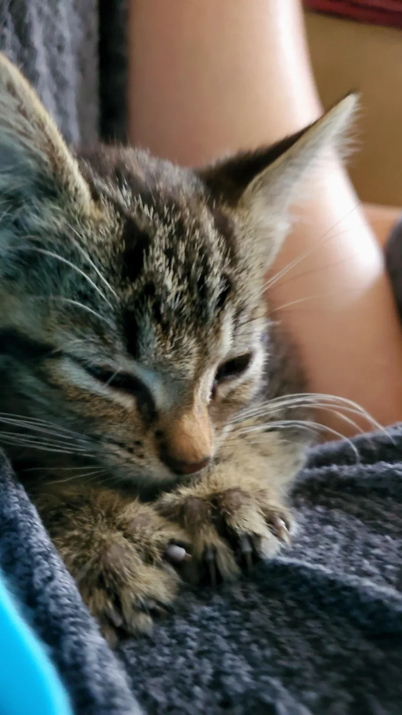 A baby medium-sized female Tabby (Brown / Chocolate) Domestic Short Hair cat named Choo Choo for adoption in Ontario, NY