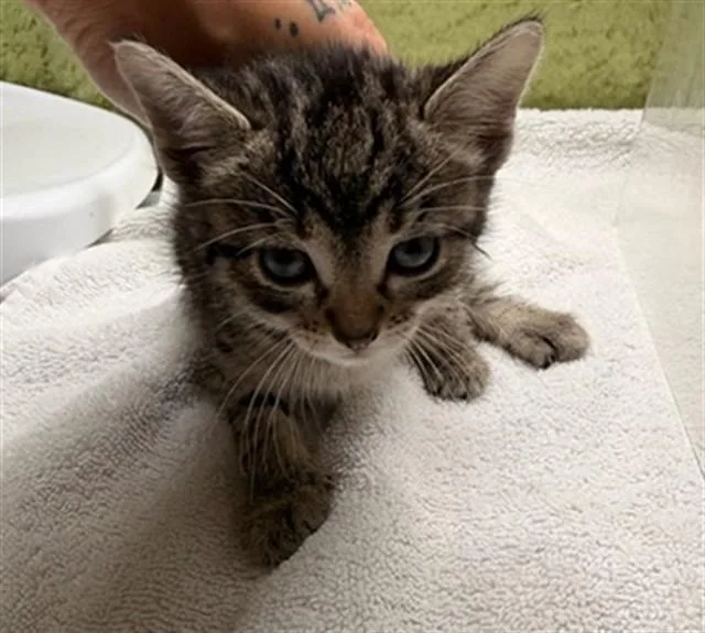 A baby small-sized female Domestic Short Hair cat named A for adoption in Riverside, CA