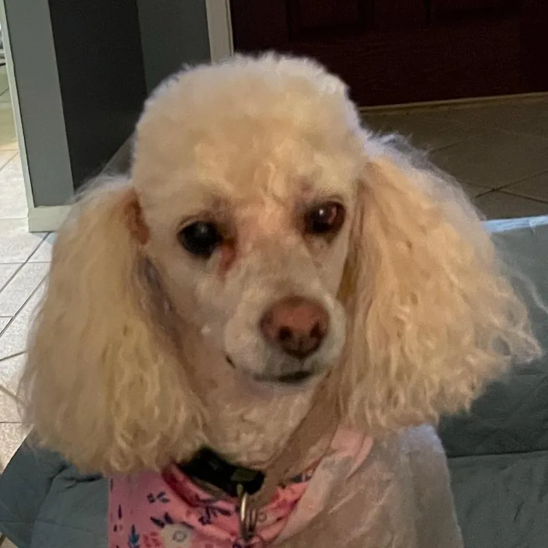 A senior small-sized male White / Cream Maltipoo dog named Izzy for adoption in CORPUS CHRISTI, TX