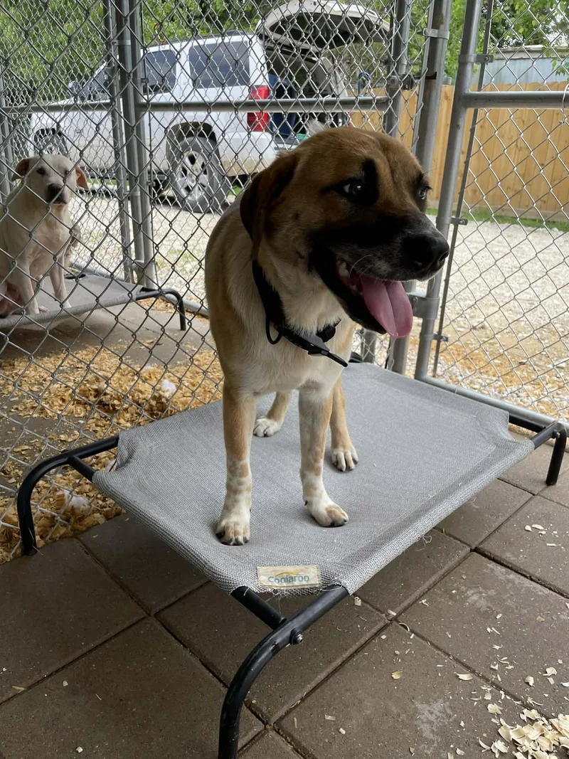 A young large-sized male Labrador Retriever dog named Boa for adoption in Barkhamsted, CT